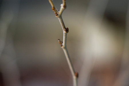 A branch of a tree in early spring. Shallow depth of field.の写真素材