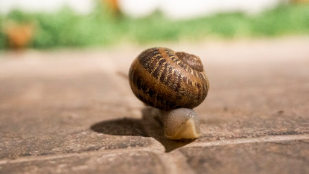 Snail crawling on the ground. Snail on the road.の写真素材