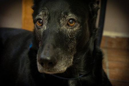 Black dog with beautiful eyes looking at the camera. Select focus.の写真素材