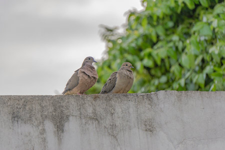 Pigeons sitting on the wall in the garden. Select focus.の写真素材