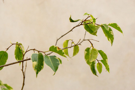 Green leaves on a tree branch against a white wall. Nature background.の写真素材