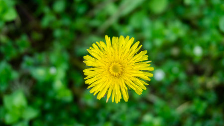 Yellow dandelion flower on green grass background. top view.の写真素材