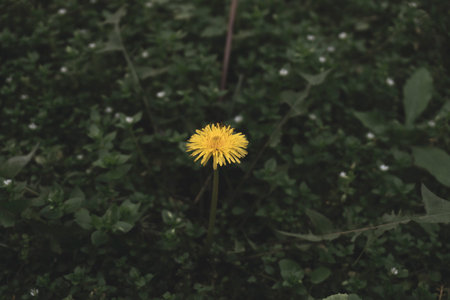 Yellow dandelion flower on green grass background. Toned.の写真素材