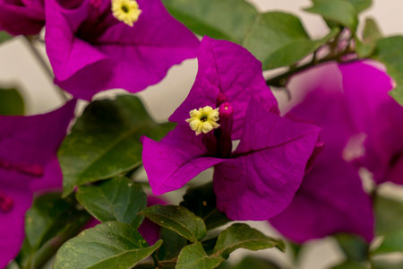 Purple bougainvillea flower with green leaves close upの写真素材