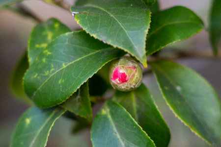 Camellia flower in the garden, closeup of photoの写真素材