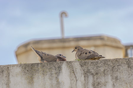 Two pigeons sitting on the wall of a building in the cityの写真素材