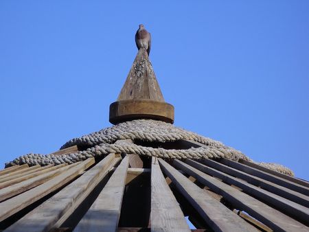 Pigeon on a wooden roofの写真素材