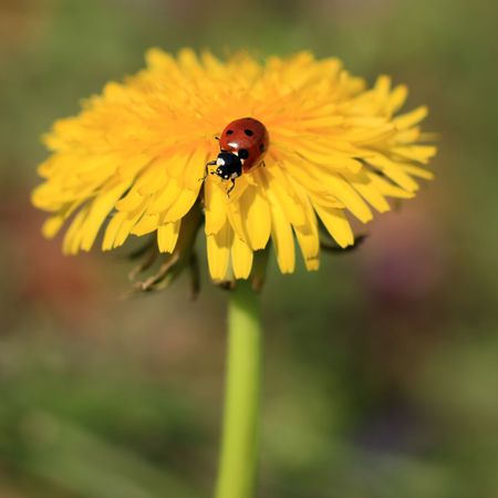 Colorful ladybug crawling on a yellow dandelionの写真素材