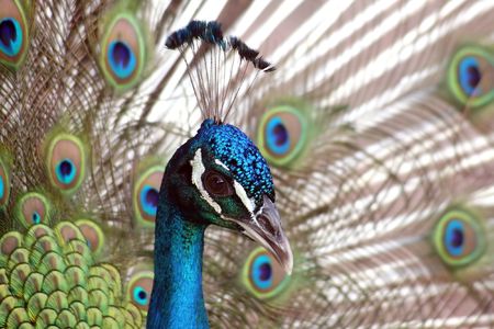 Close view of a beautiful, displaying male peacockの写真素材