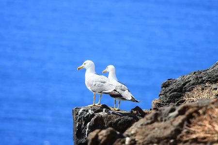 Two Sea-Gulls standing together on a rock high over the oceanの写真素材