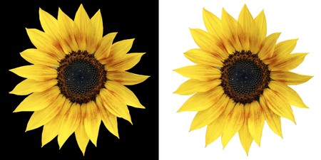 Sunflower isolated on a white and on a black backgroundの写真素材