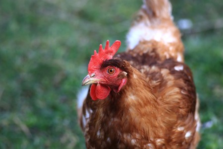 Close view of a brown chicken standing outdoors in the grass