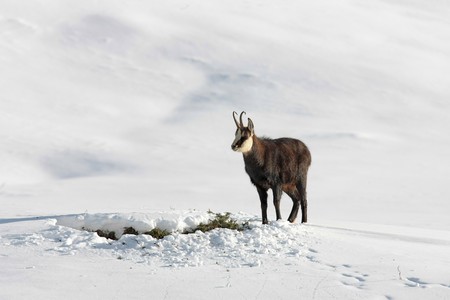 Chamois standing in the snow looking for foodの写真素材
