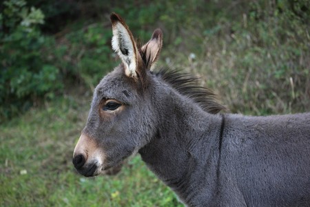 Portrait of a young gray donkeyの写真素材