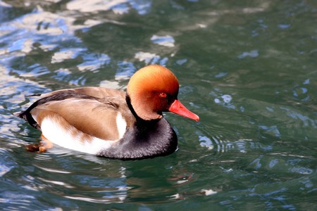 Male Duck (netta rufina) swimming in a lakeの写真素材