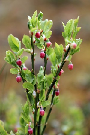 Branch of blueberries in growthの写真素材