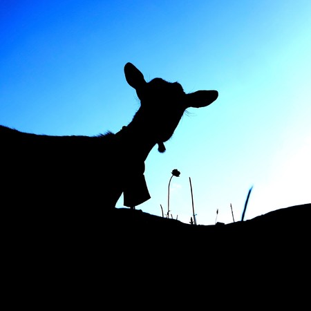 Silhouette of a goat in front of a blue sky の写真素材