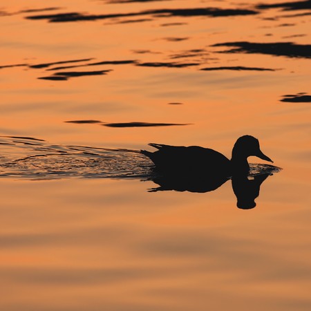 Duck swimming in a lake at sunsetの写真素材
