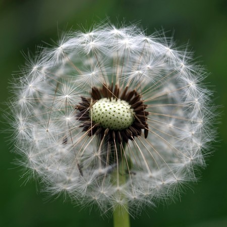 Close view of a wind dandelion on a green backgroundの写真素材