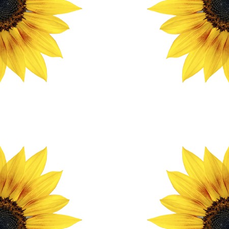 Border of sunflowers isolated on a white backgroundの写真素材