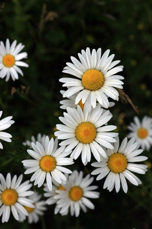 Frontal view of several marguerite flowersの写真素材