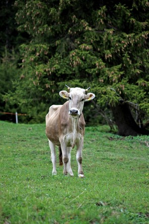 Young brown cow standing in the grassの写真素材