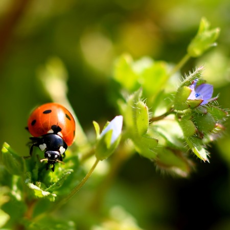 Colorful ladybug crawling on a plantの写真素材