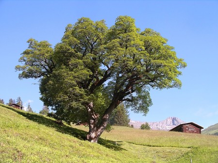 Impressive tree in front of a mountain sceneryの写真素材