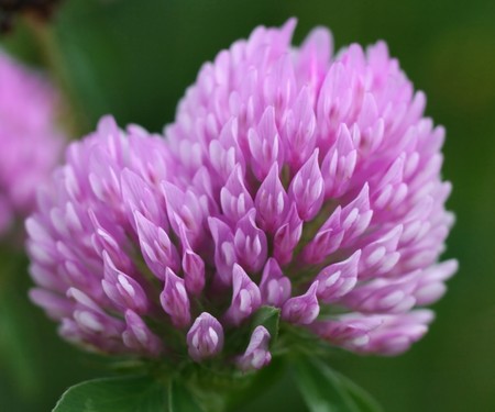 Close view of a red clover (trifolium pratense)の写真素材