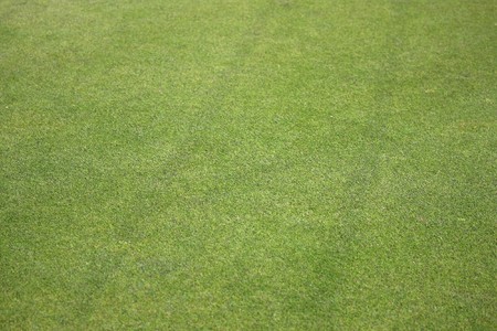 Green grass texture from a golf green の写真素材