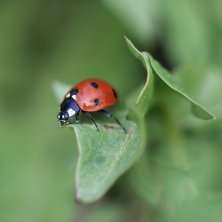 Colorful ladybug crawling on a leafの写真素材
