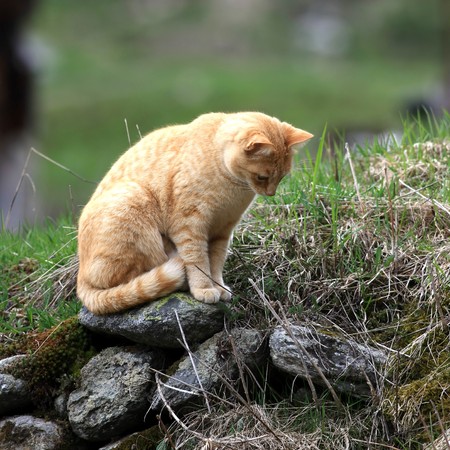 Orange cat sitting on a stone waiting for a mouseの写真素材