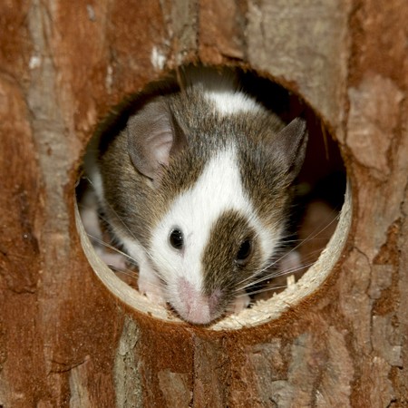 Mouse looking out of her his wood hut の写真素材