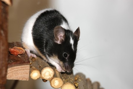 Black and white mouse eatingの写真素材