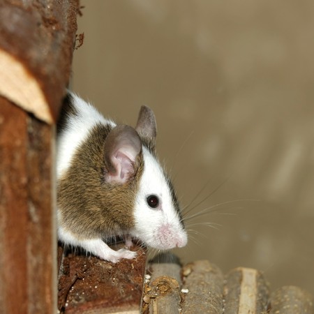 Young mouse coming out of his wood hutの写真素材