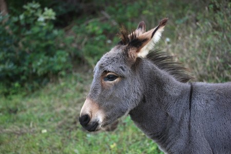 Portrait of a young gray donkeyの写真素材