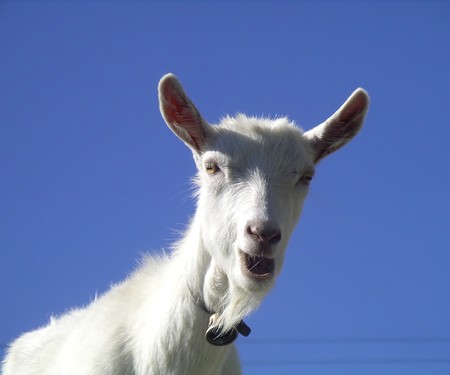 White goat looking curiously in front of a blue skyの写真素材