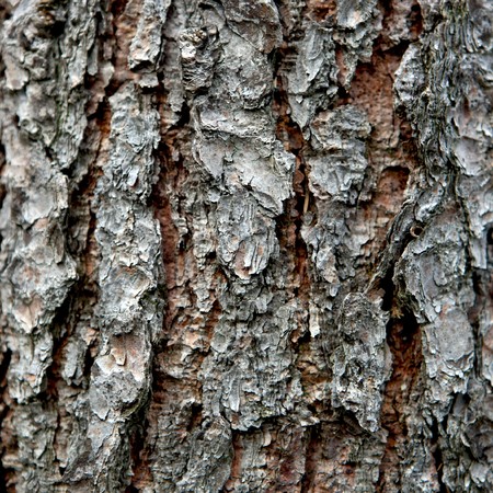 Close view of a pine barkの写真素材