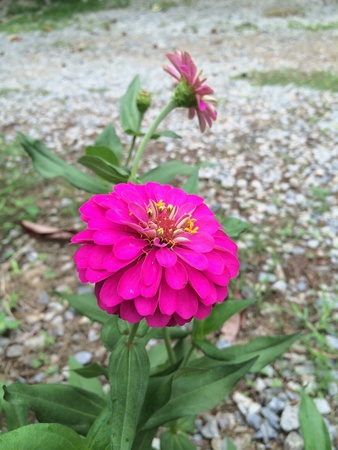 Flower pink in my homeの素材