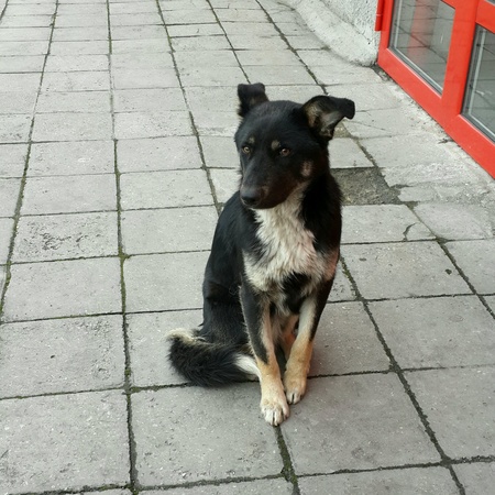 Dog on a streetの素材