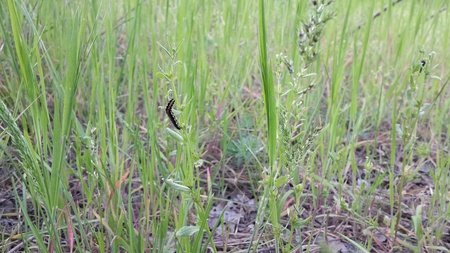 Caterpillar の素材