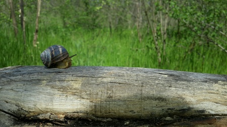 Spring in Ukraineの素材