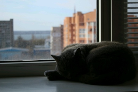 Dreaming catの素材
