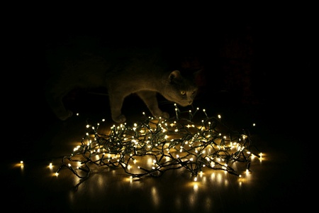 Curious catの素材