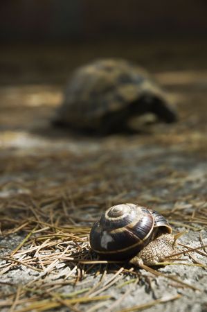 Snail shot in nature, turtle in background.の写真素材