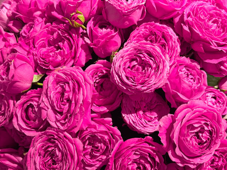 rosebright pink floral, closeup of colorful rose bouquet, intimate shot of richly hued roses with layered petals, captivating closeup photograph of vivid magenta roses with fresh dew and saturated huesの写真素材
