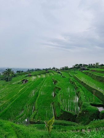 rice fields stunning agricultural terraces amidst lively tropical plants and meandering dirt paths throughout landscape, vivid tropical environment with rolling hills and winding trails featuring lushの写真素材
