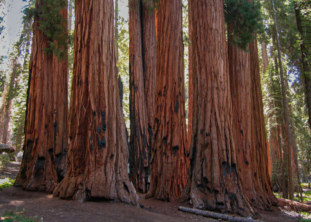 sequoiaserene forest scene, peaceful woods with towering trees, majestic grove bathed in dappled sunlight, impressive woodland area with massive tree trunks and shaded pathways amid lively greeneryの写真素材