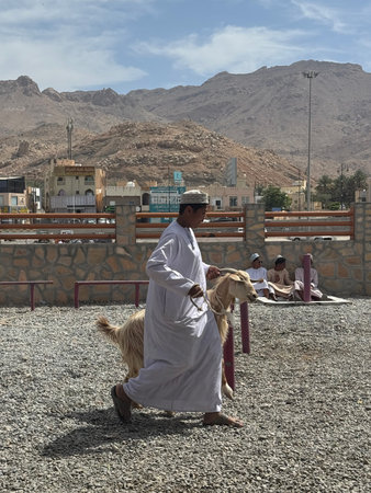 Nizwa Goat Market. Omani man walking goat at traditional livestock market with rocky mountains in backgroundのeditorial素材
