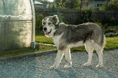 Caucasian shepherd dog standing and looking at the camera